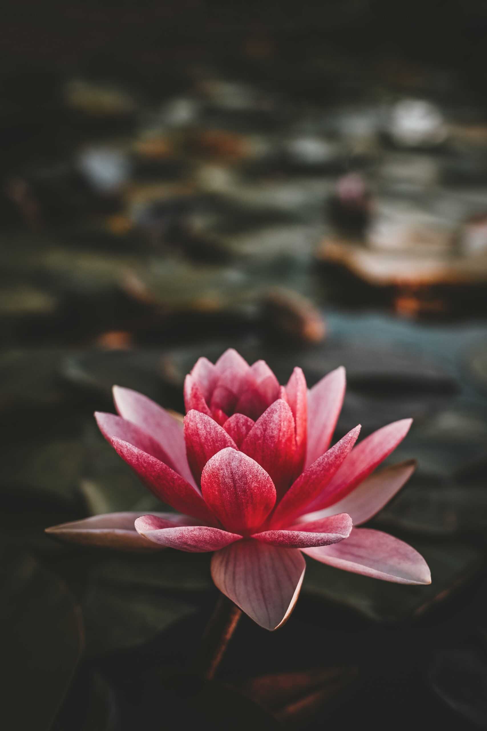 Lily Flower Lily Flower